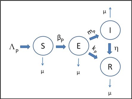 Scheme of the mathematical model used in the work