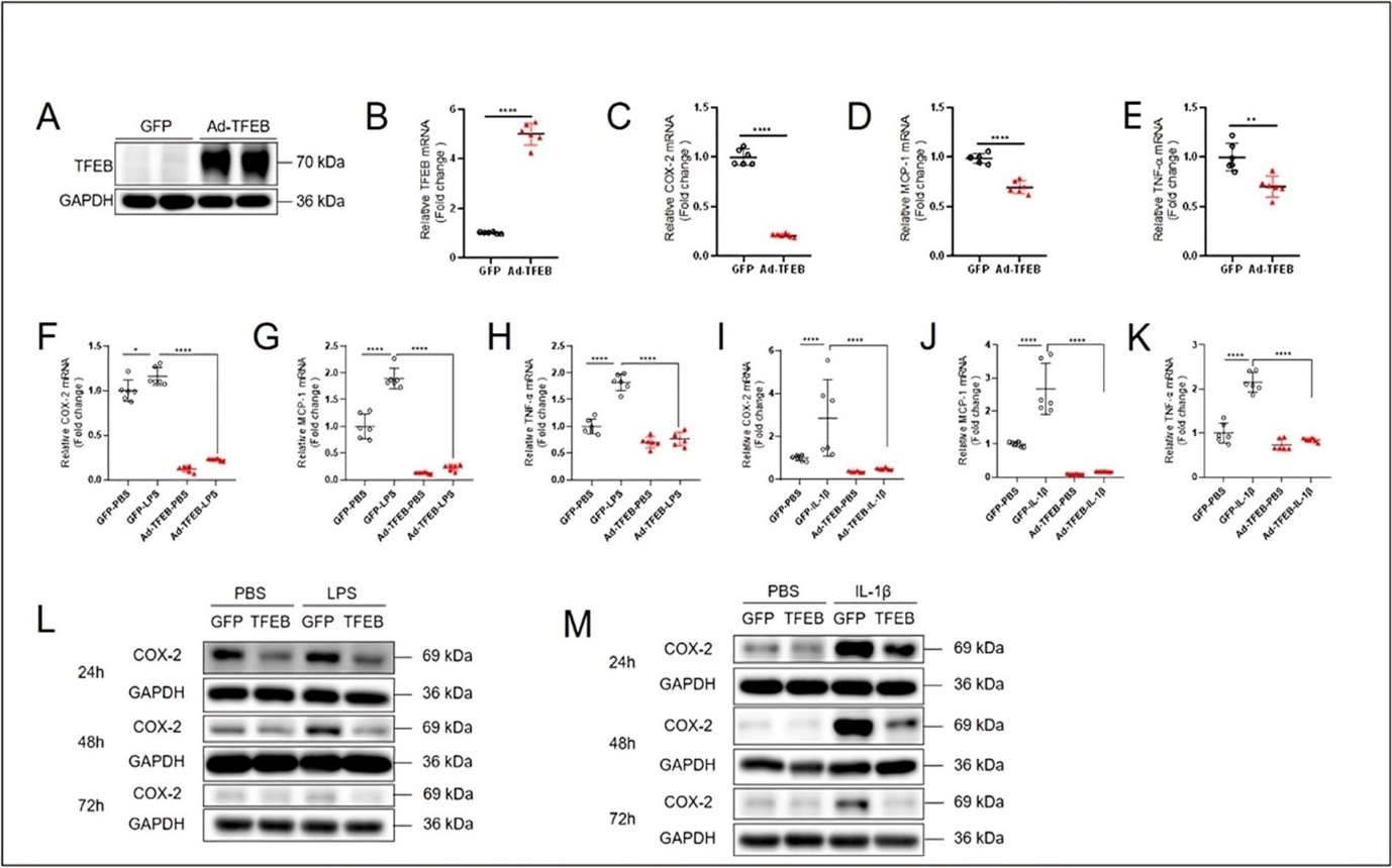 Overexpression of TFEB inhibits COX-2, MCP-1and TNF-α mRNA levels induced by LPS and IL-1β in keratinocytes. The results of western blotting (A) and quantitative PCR (B) showed that Ad-TFEB successfully increased TFEB expression. Quantitative PCR results showing the changes of mRNA levels of COX-2 (C), MCP-1 (D) and TNF-α (E) in HaCaT cells treated with Ad-TFEB for 24 h. Quantitative PCR results showing the LPS- (10 μg/mL, 4 h) and IL-1β- (10 ng/mL, 4 h) induced changes of mRNA levels of COX-2 (F and I), MCP-1 (G and J) and TNF-α (H and K) in HaCaT cells pretreated with Ad-TFEB for 24 h. (L and M) Western blotting results showing the protein expression level of COX-2 in Ad-TFEB pretreated HaCaT cells stimulated with LPS and IL-1β for 24, 48 and 72h. Data was analyzed using unpaired t-test or two-way ANOVA, *P<0.05,**P<0.01,***P< 0.001,****P<0.0001.
