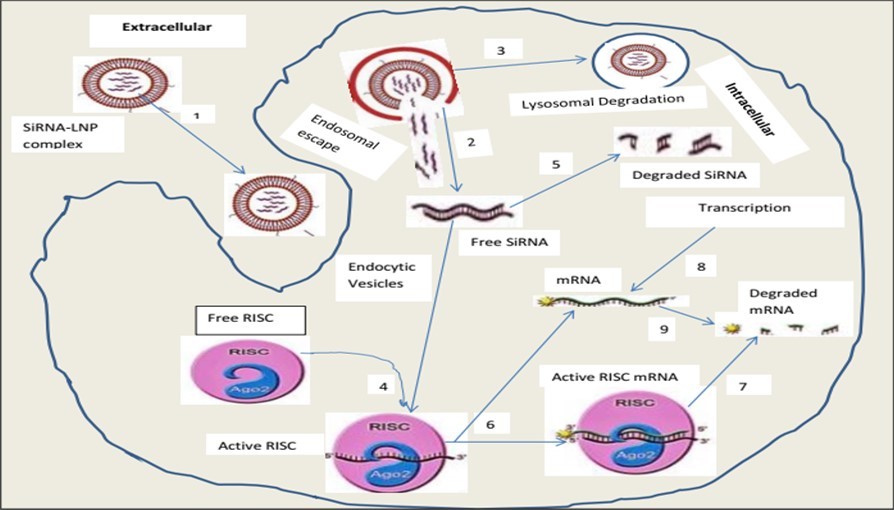 Figure 10. siRNA complex for silencing in cancer gene therapy. RNA interference requires siRNA complexation by a nanoparticle carrier, entry into cells, and endosomal release into the cytoplasm for efficient distribution. This delivery method should provide an acceptable route for siRNA compressed into small nanoparticle formulations (≤ 80 nm) to penetrate the circulatory system and solid tumors. siRNA should be delivered through carrier-mediated endocytosis, limiting the immune response and preventing undesired harmful effects 57.
