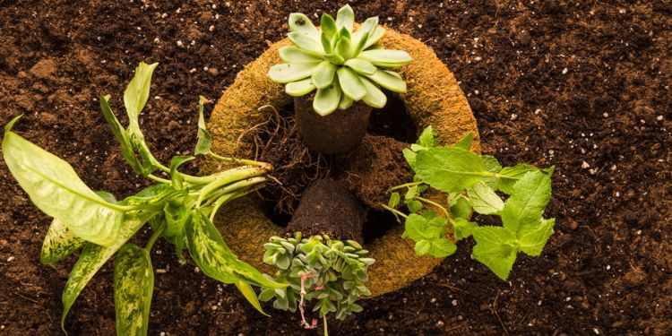  Journal of Agronomy Research - Soil Fertility