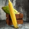 Journal of Advances in Plant Biology - Zea mays